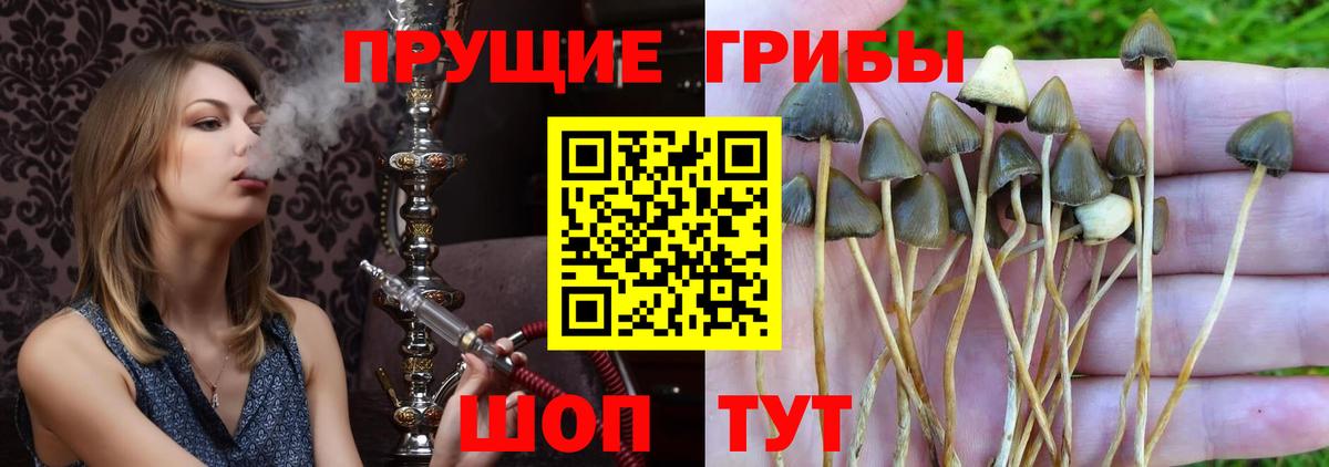 Ярцево  Псилоцибиновые грибы Psilocybe  Псилоцибиновые грибы GOLDEN TEACHER  Вход с VPN 